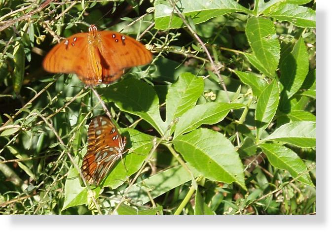 Gulf Fritillary Butterflies