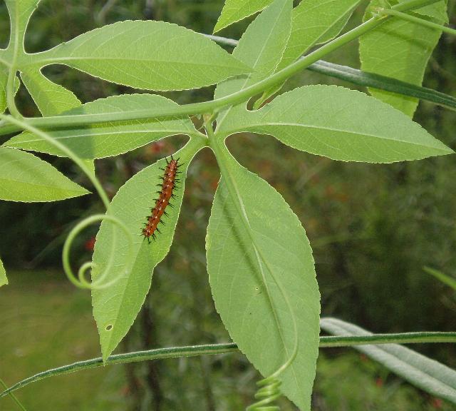 Gulf Fritillary Caterpillar1