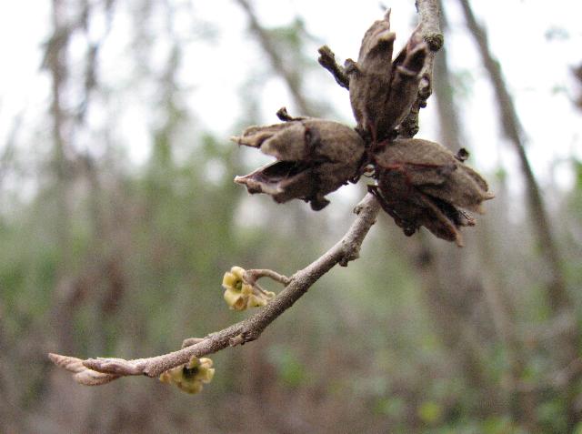 Witch Hazel Tree hamamelis Virginiana Seeds 